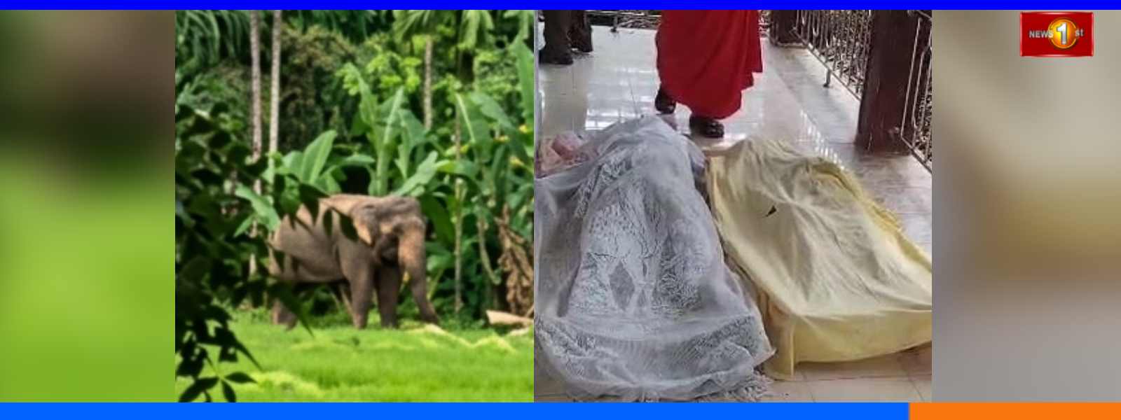 රක්වානේදී අලි ප්‍රහාරයකින් දෙදෙනෙකු මරුට...